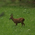 Chevreuils au chalet - 002